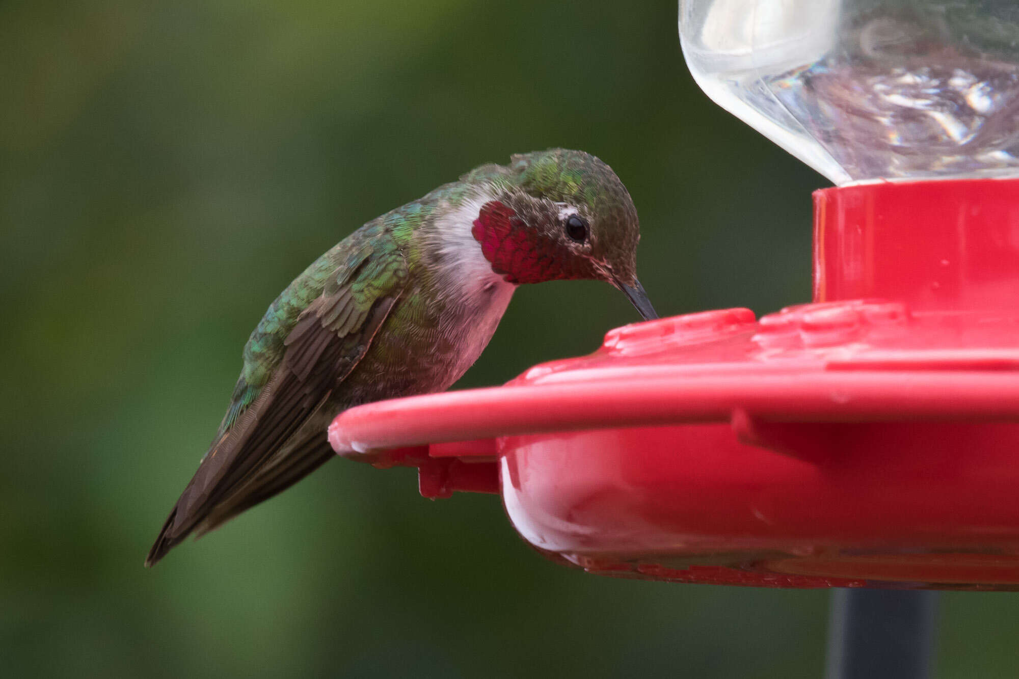 Image of Broad-tailed Hummingbird