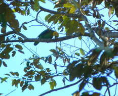 Image of Saffron-headed Parrot