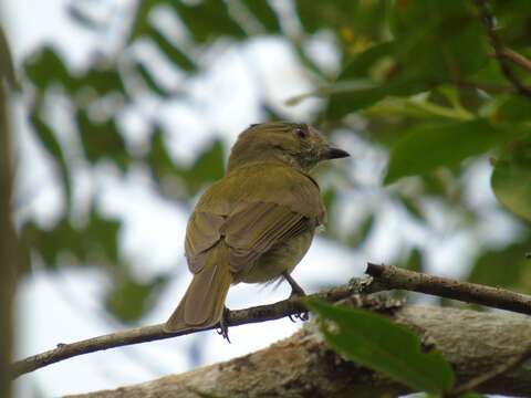 Image of Pale-bellied Neopelma