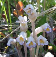 Image de Aphyllon uniflorum (L.) Torr. & A. Gray