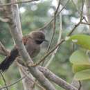 Image of Red-shouldered Spinetail