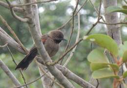 Image of Red-shouldered Spinetail