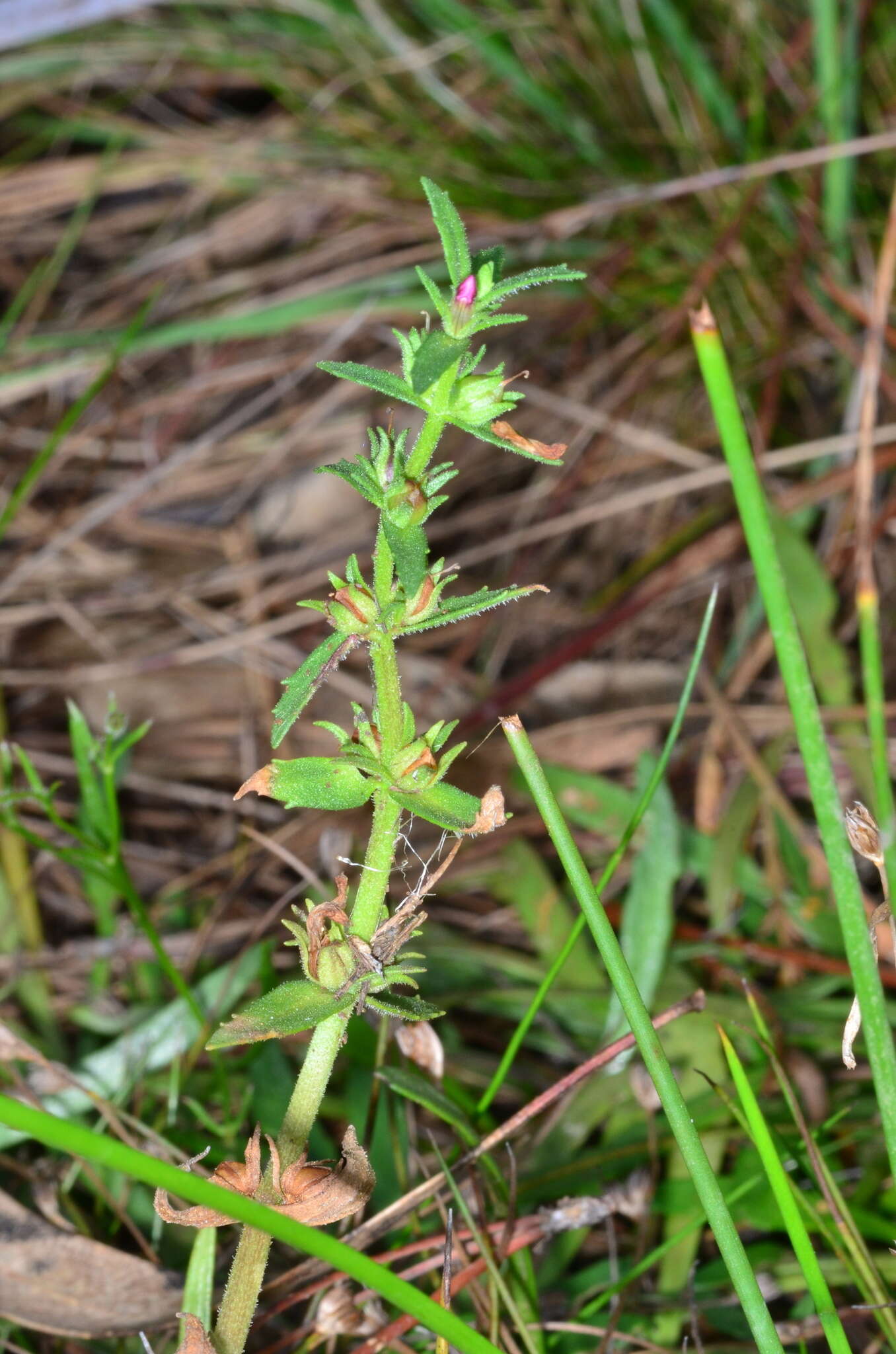 Image de Gratiola pubescens R. Br.