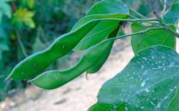 Plancia ëd Bauhinia divaricata L.