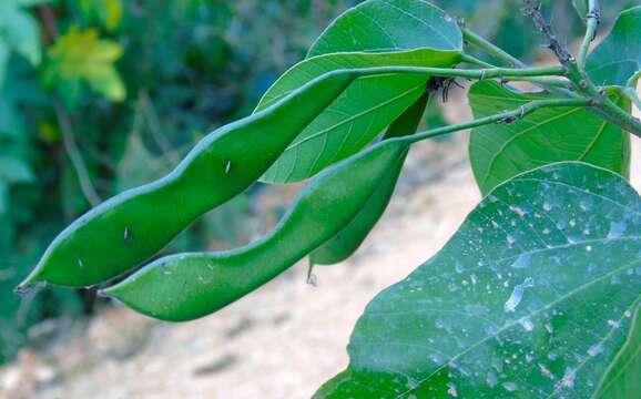 Sivun Bauhinia divaricata L. kuva