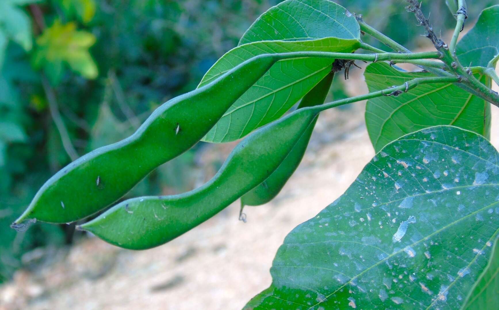 Sivun Bauhinia divaricata L. kuva