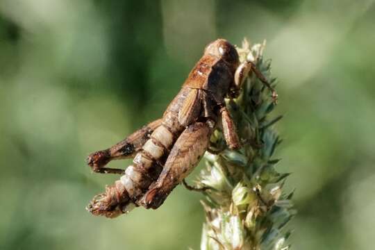 Image de Entomophaga grylli (Fresen.) A. Batko 1964