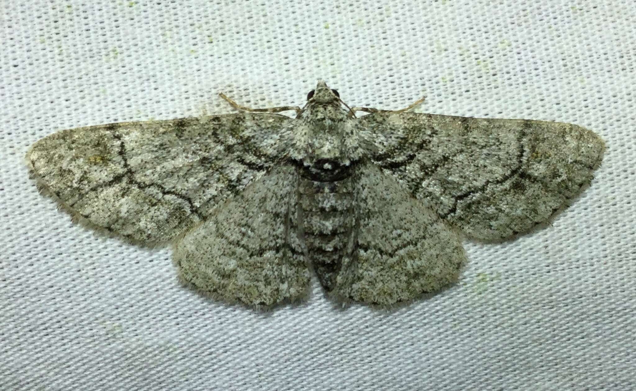 Image of Double-lined Gray Moth