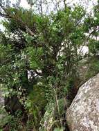 Image of Strawberry bush