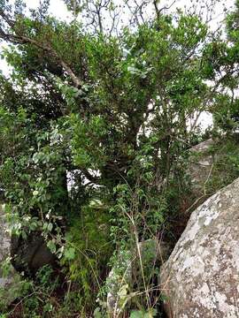 Image of Strawberry bush