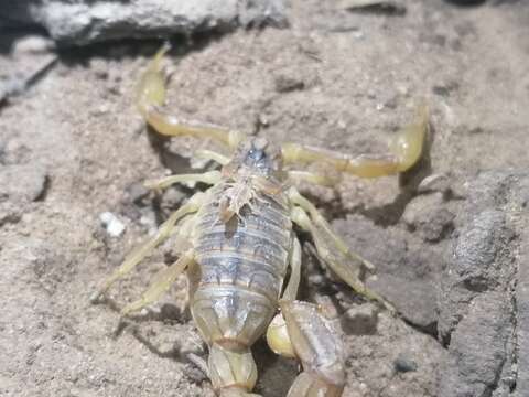 Imagem de Buthus delafuentei