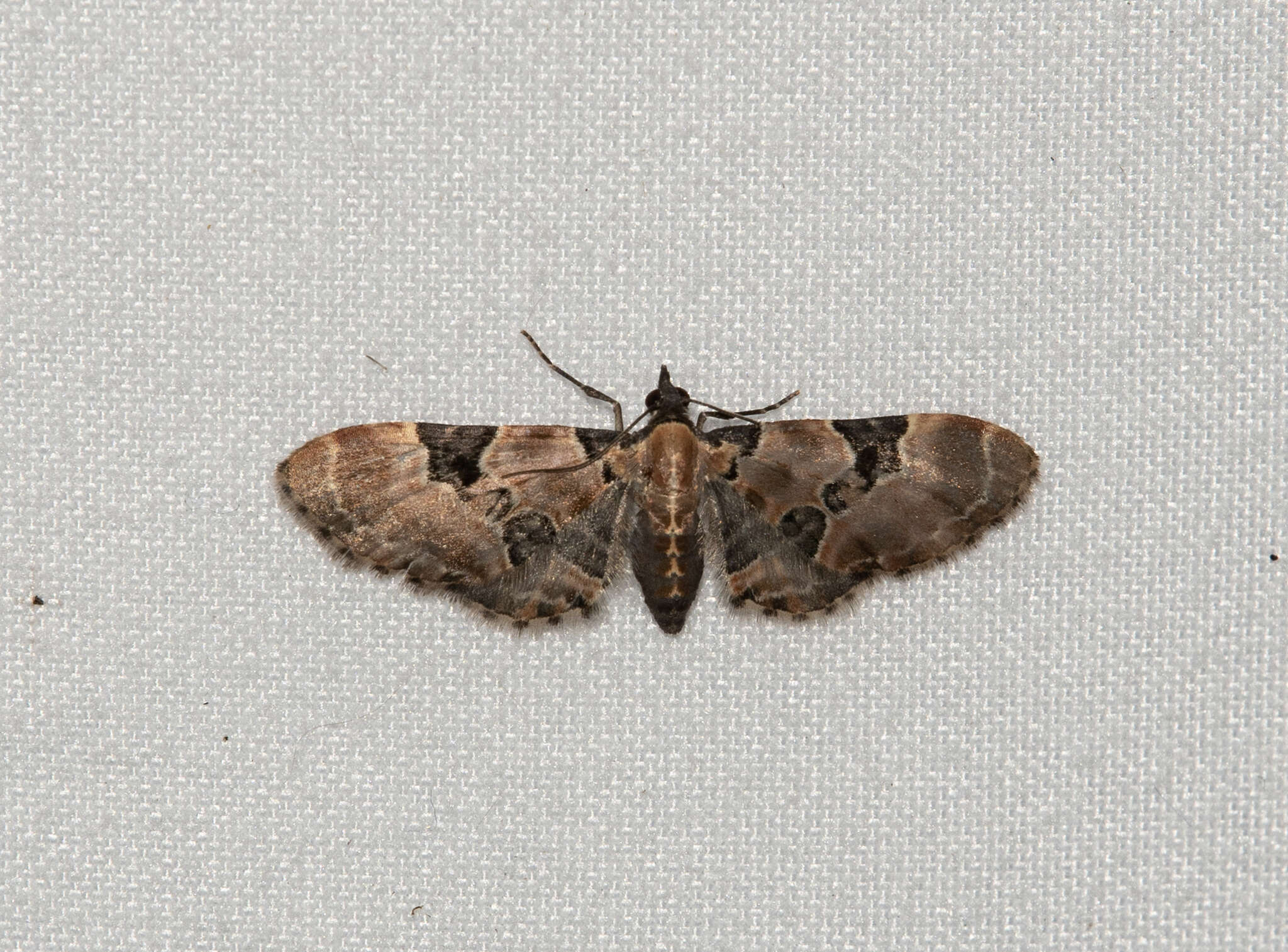 Image of Eupithecia stellata Hulst 1896