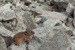 Image of Alpine Pika