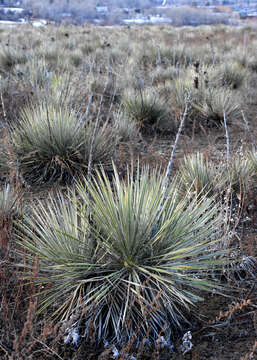 Sivun Yucca glauca Nutt. kuva