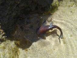 Image of Black seacatfish