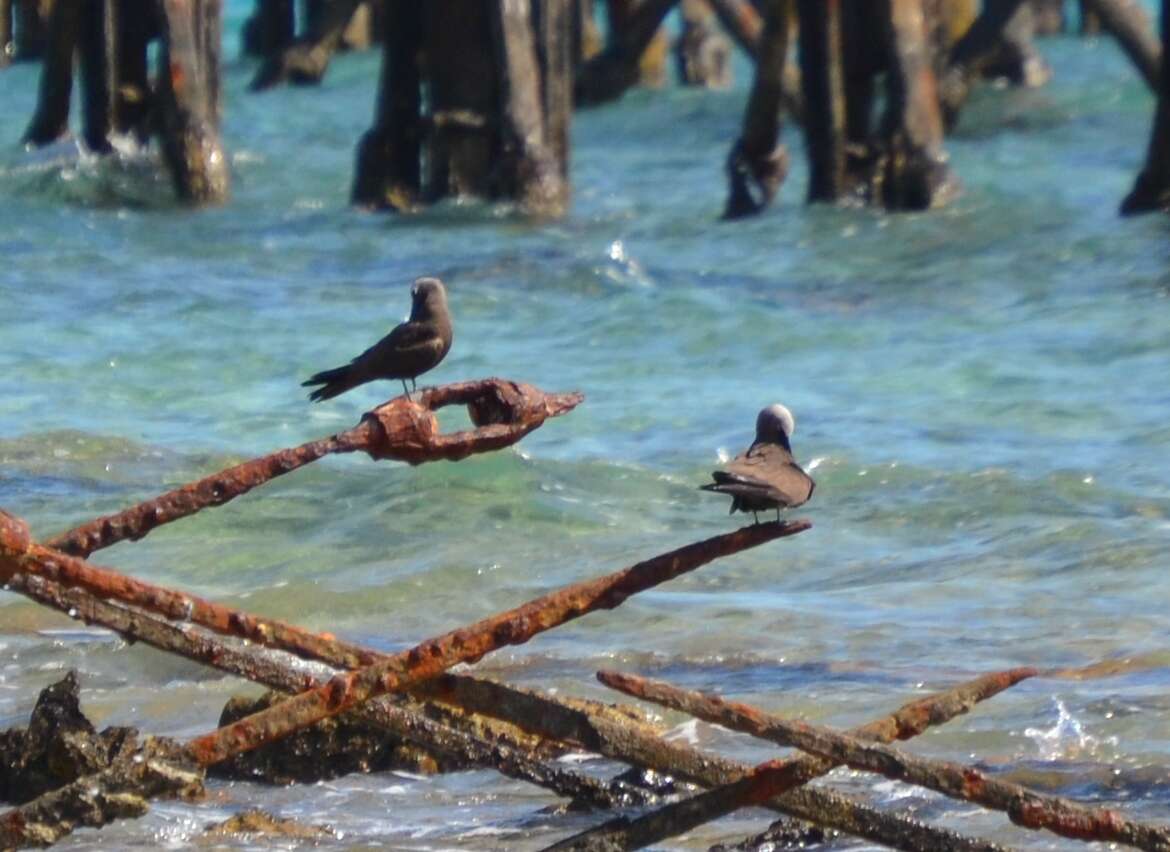 Image of Brown Noddy