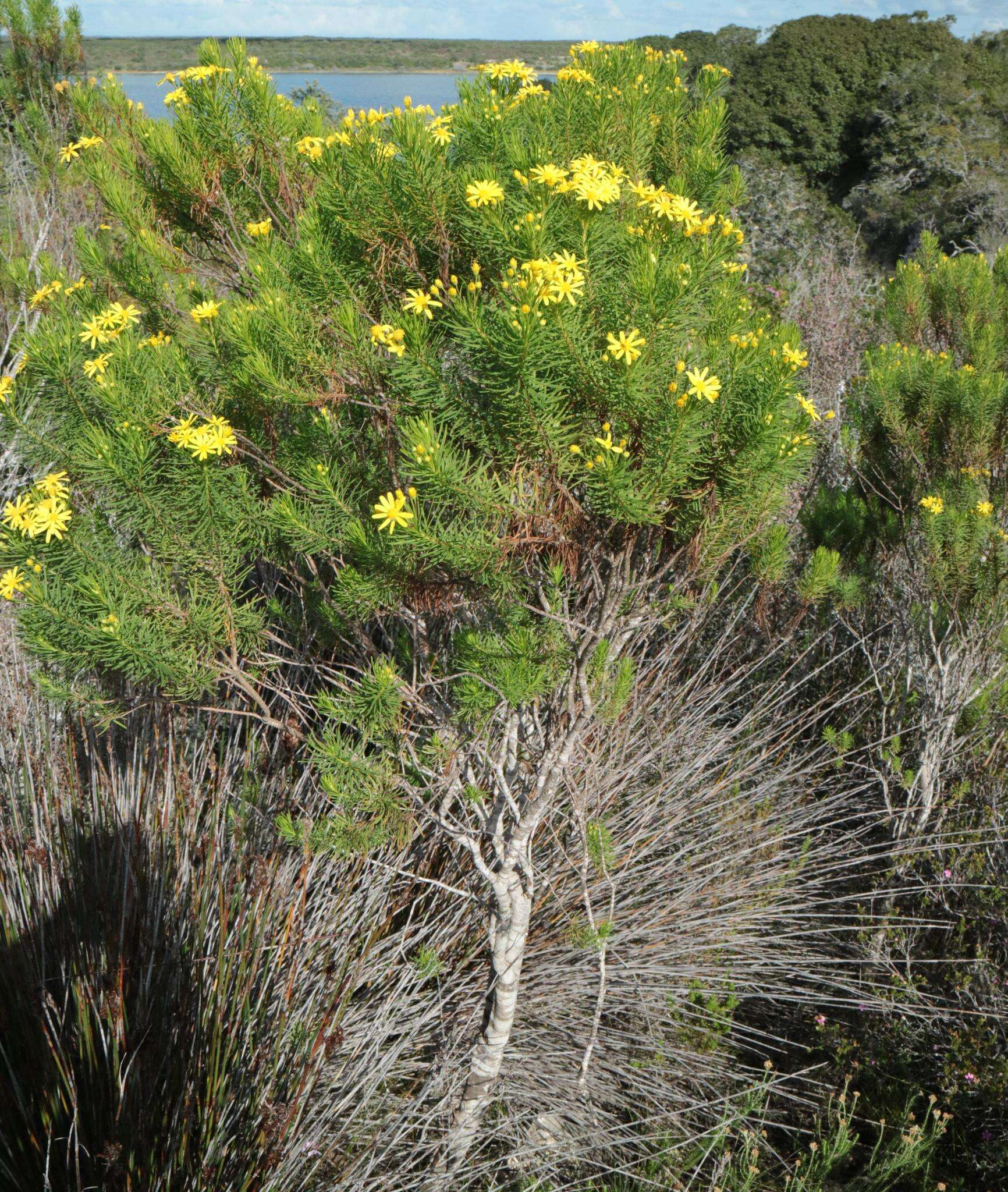 Euryops linearis Harv. resmi