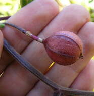 Image de Passiflora rubra L.