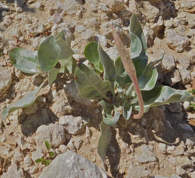 Oenothera macrocarpa subsp. incana (A. Gray) W. L. Wagner resmi