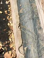 Image of California whipsnake