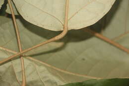 Image of Croton carpostellatus B. L. León & Mart. Gord.