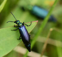 Image of Lytta (Poreopasta) cyanipennis (Le Conte 1851)