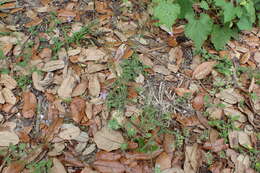 Image of splitleaf gilia