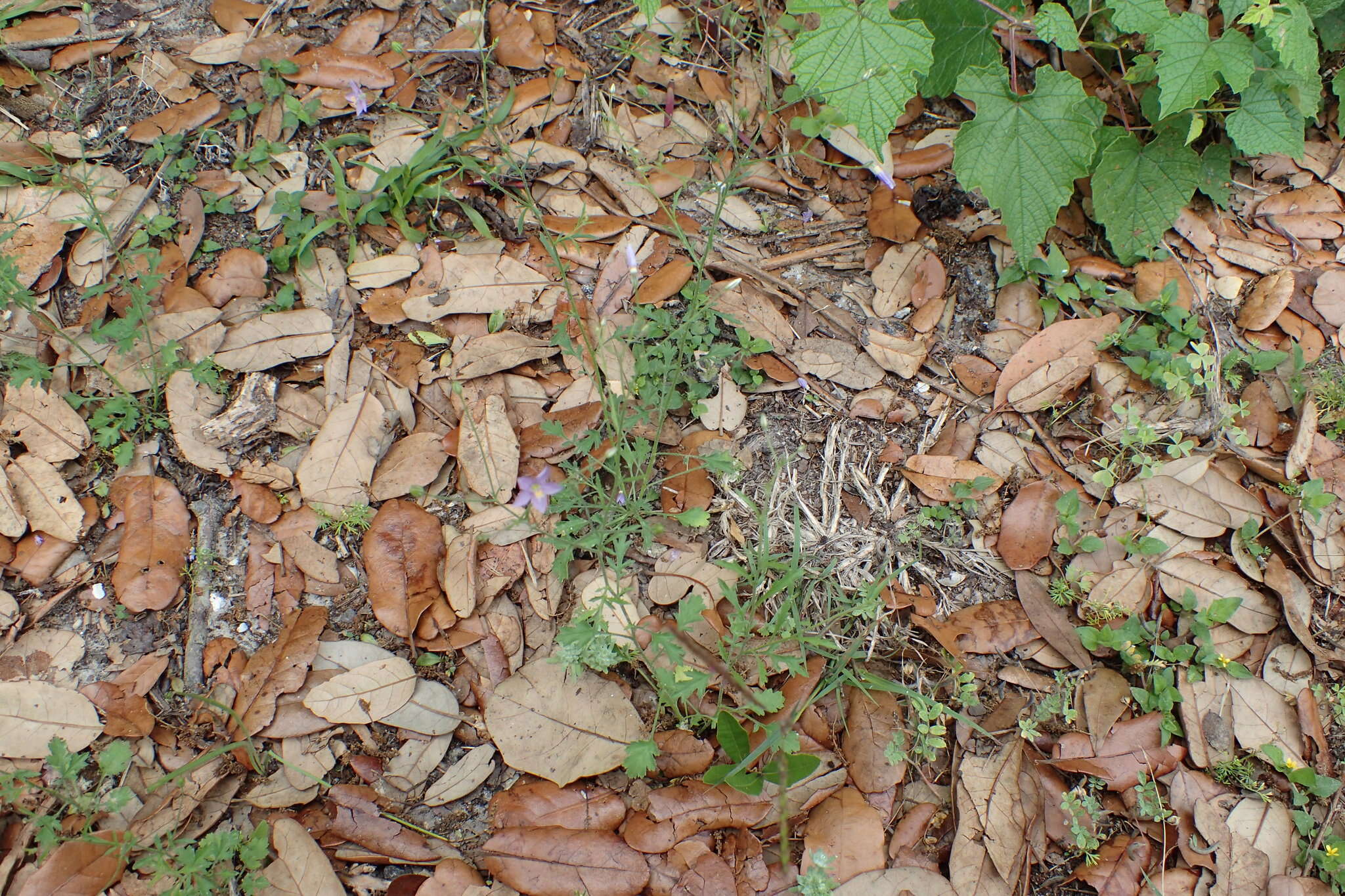 Image of splitleaf gilia