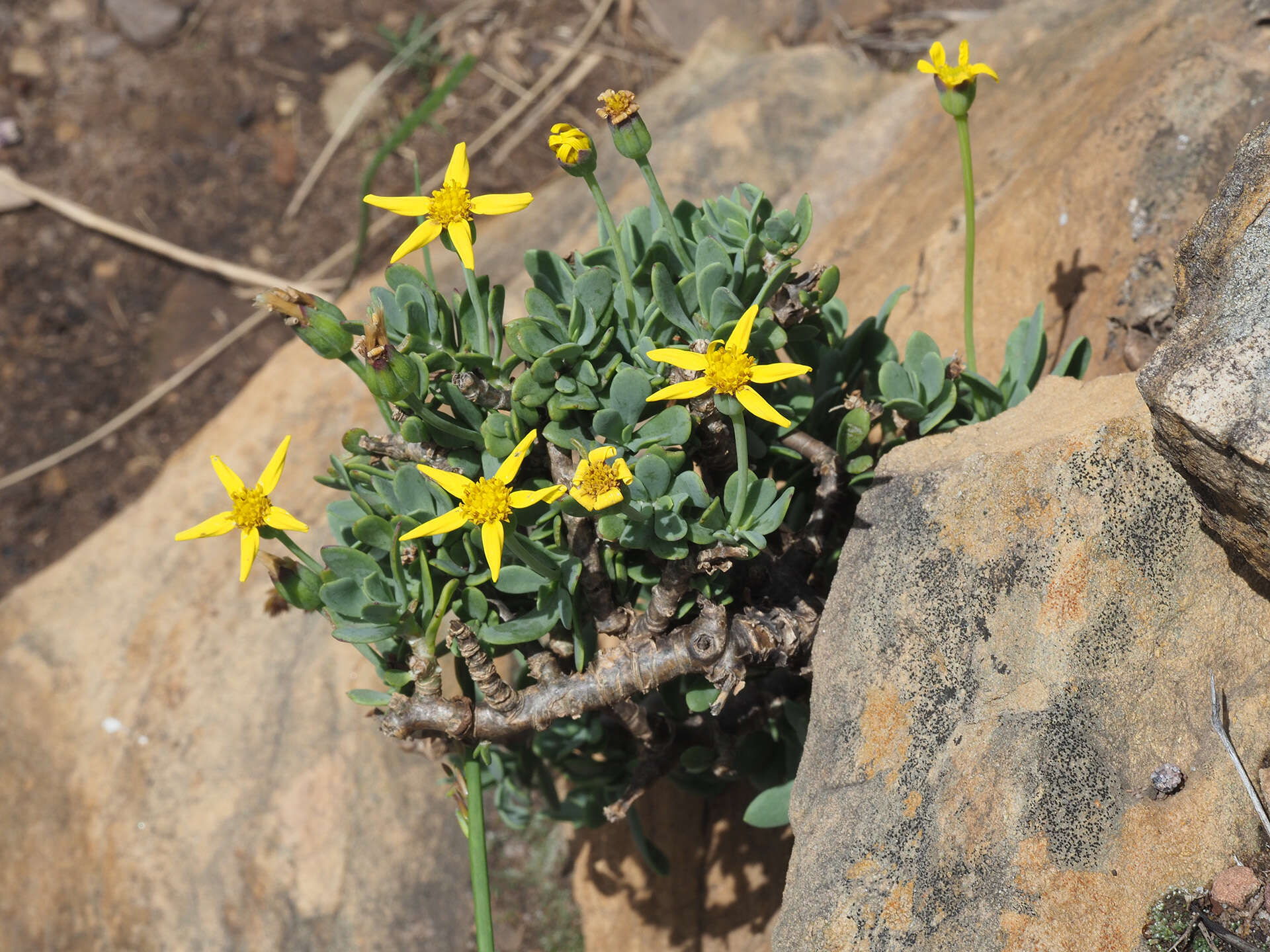 Image de Othonna arborescens L.