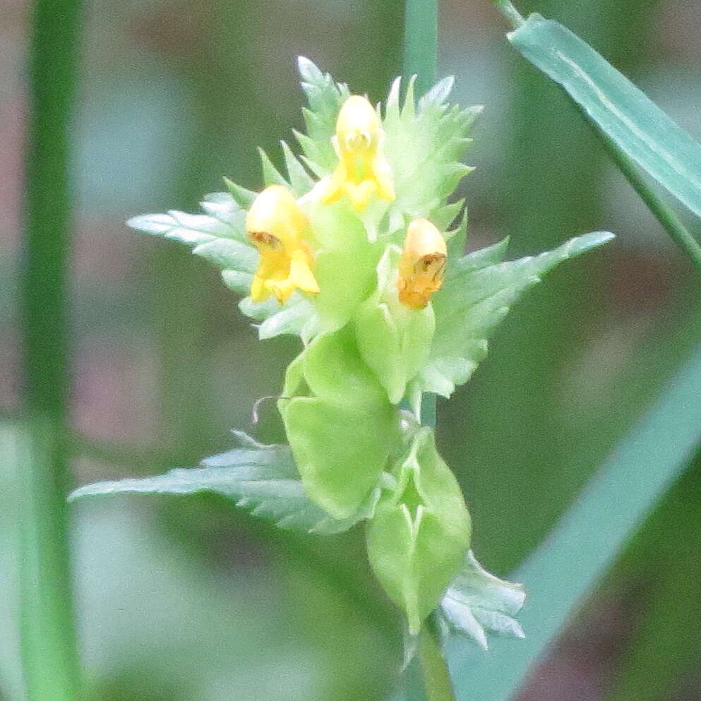 Plancia ëd Rhinanthus minor L.