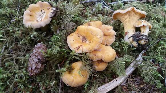 Image of Cantharellus formosus Corner 1966