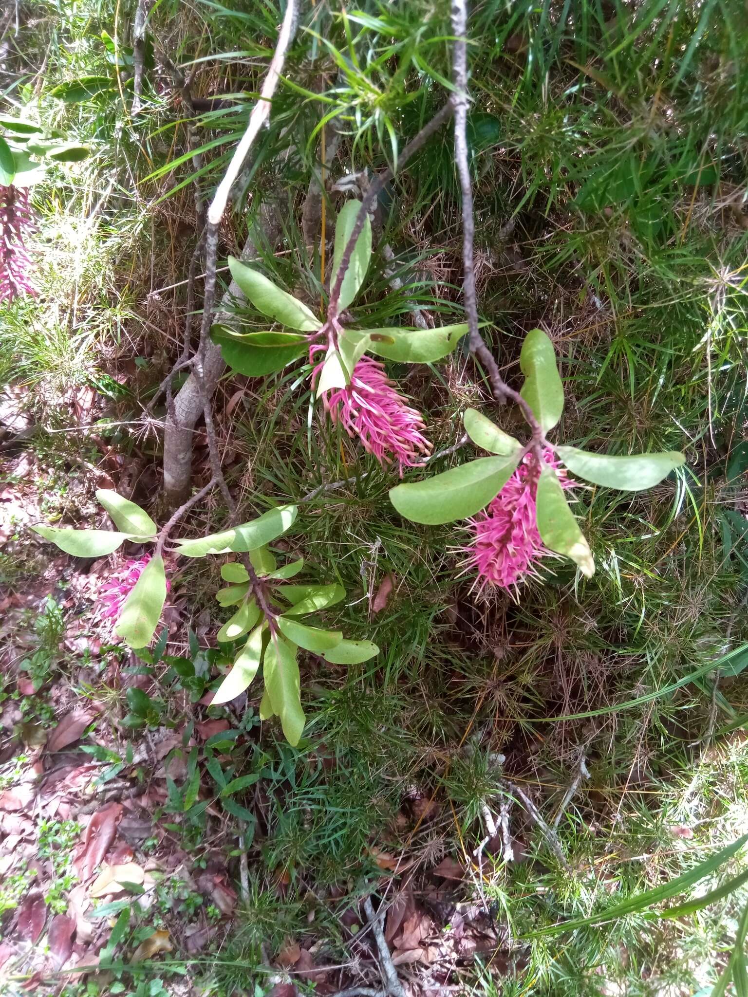 Imagem de Faurea forficuliflora Baker