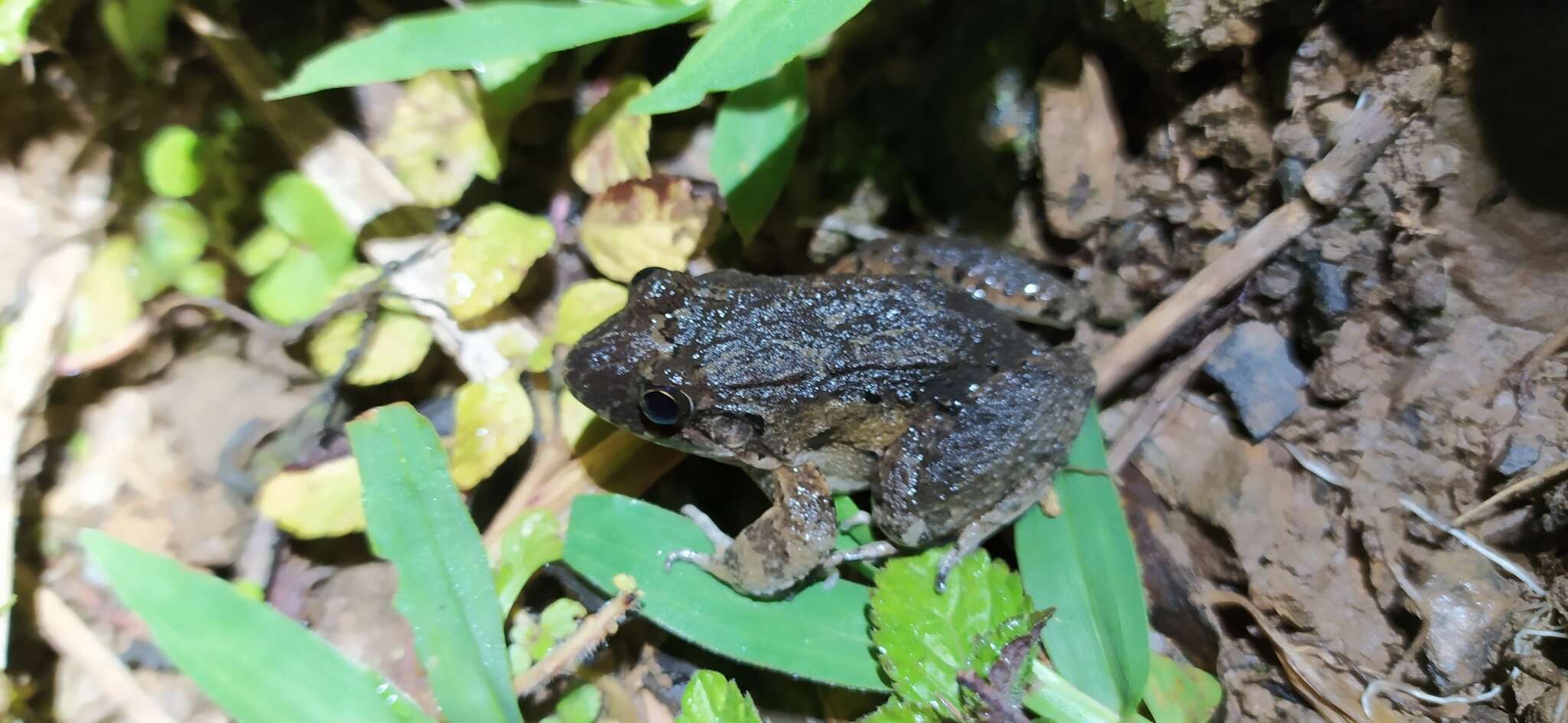 Image of Leptodactylus colombiensis Heyer 1994