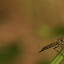 صورة Cerdistus rusticanoides Hardy 1926