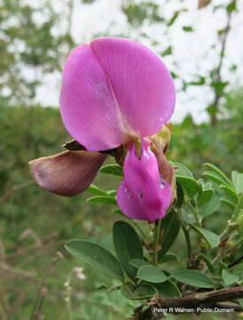 Image of Tephrosia grandiflora (Aiton) Pers.