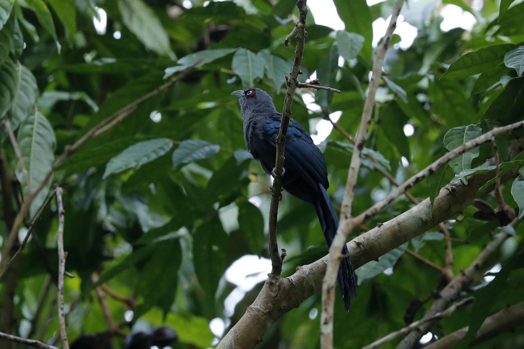 Image of Black-bellied Malkoha