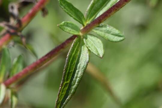 Image of ivyleaf thoroughwort