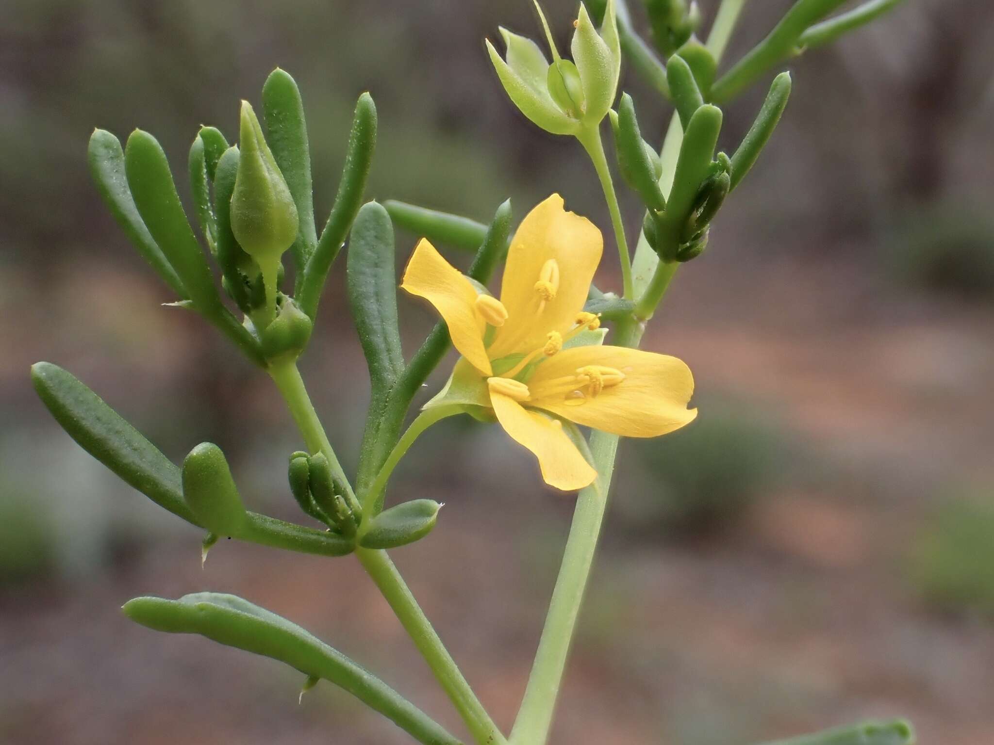 Image of Roepera aurantiaca subsp. aurantiaca