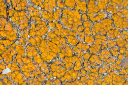 Image of orange lichen