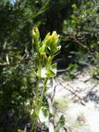 Image de Sebaea ovata (Labill.) R. Br.