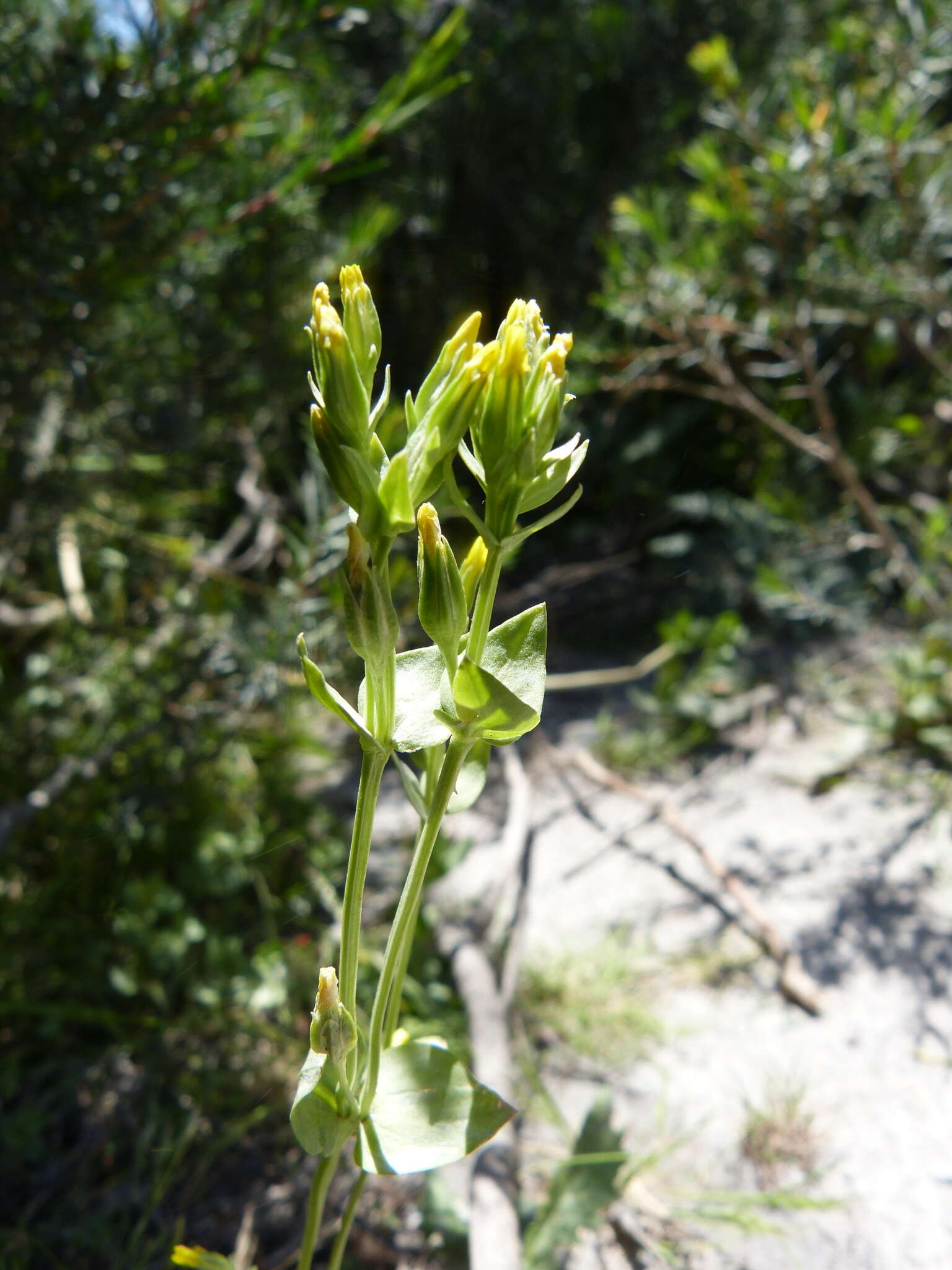 Image de Sebaea ovata (Labill.) R. Br.