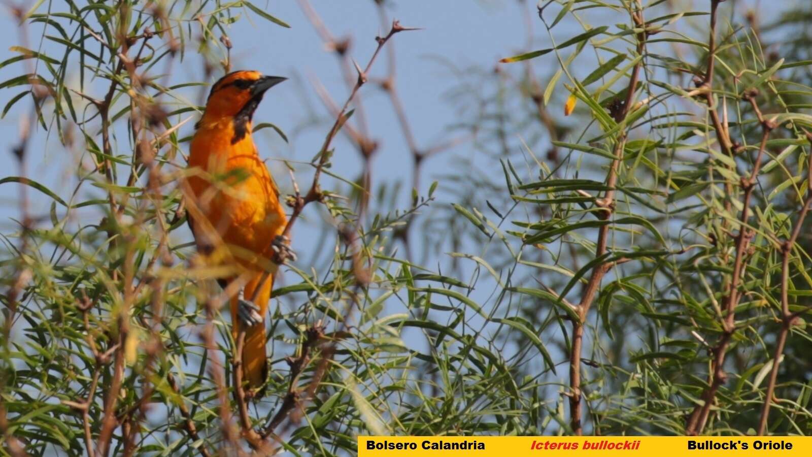 Image de Oriole de Bullock