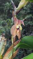 Image of Maxillaria schlimii (Linden & Rchb. fil.) Molinari