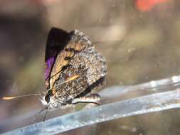 Image de Lycaena boldenarum White 1862