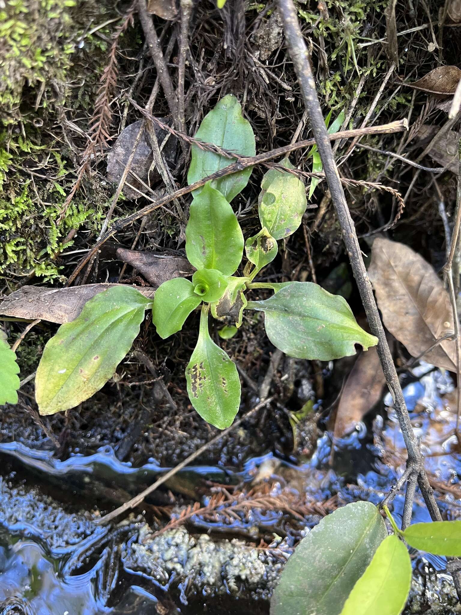 Image of Cypress-knee helmet orchid