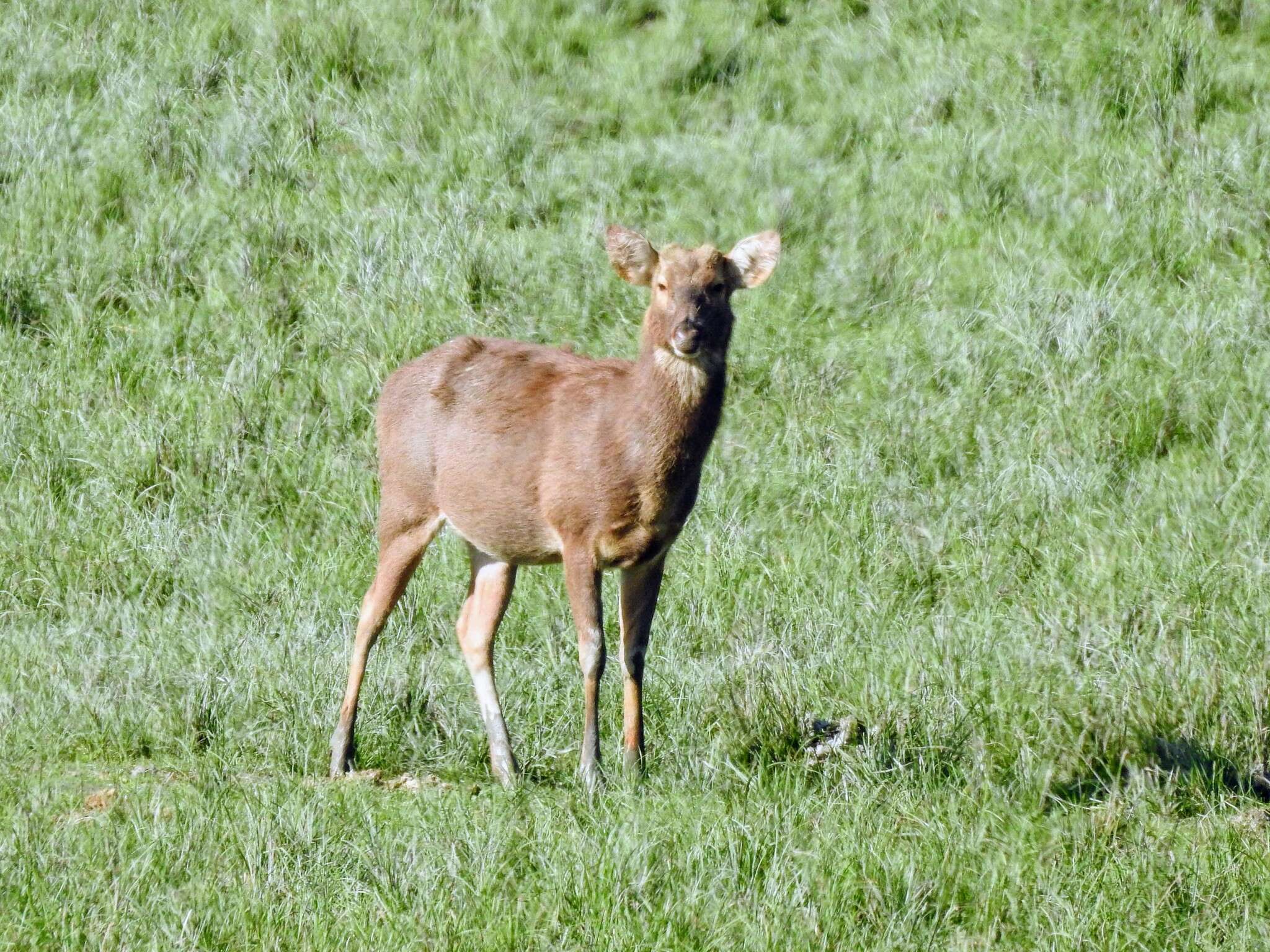 Image of Swamp Deer