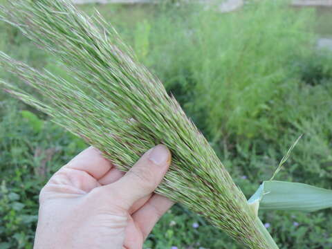 Plancia ëd Arundo donax L.