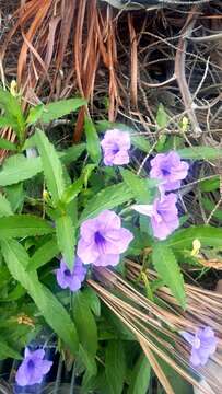 Image of Linear-Leaf Wild Petunia