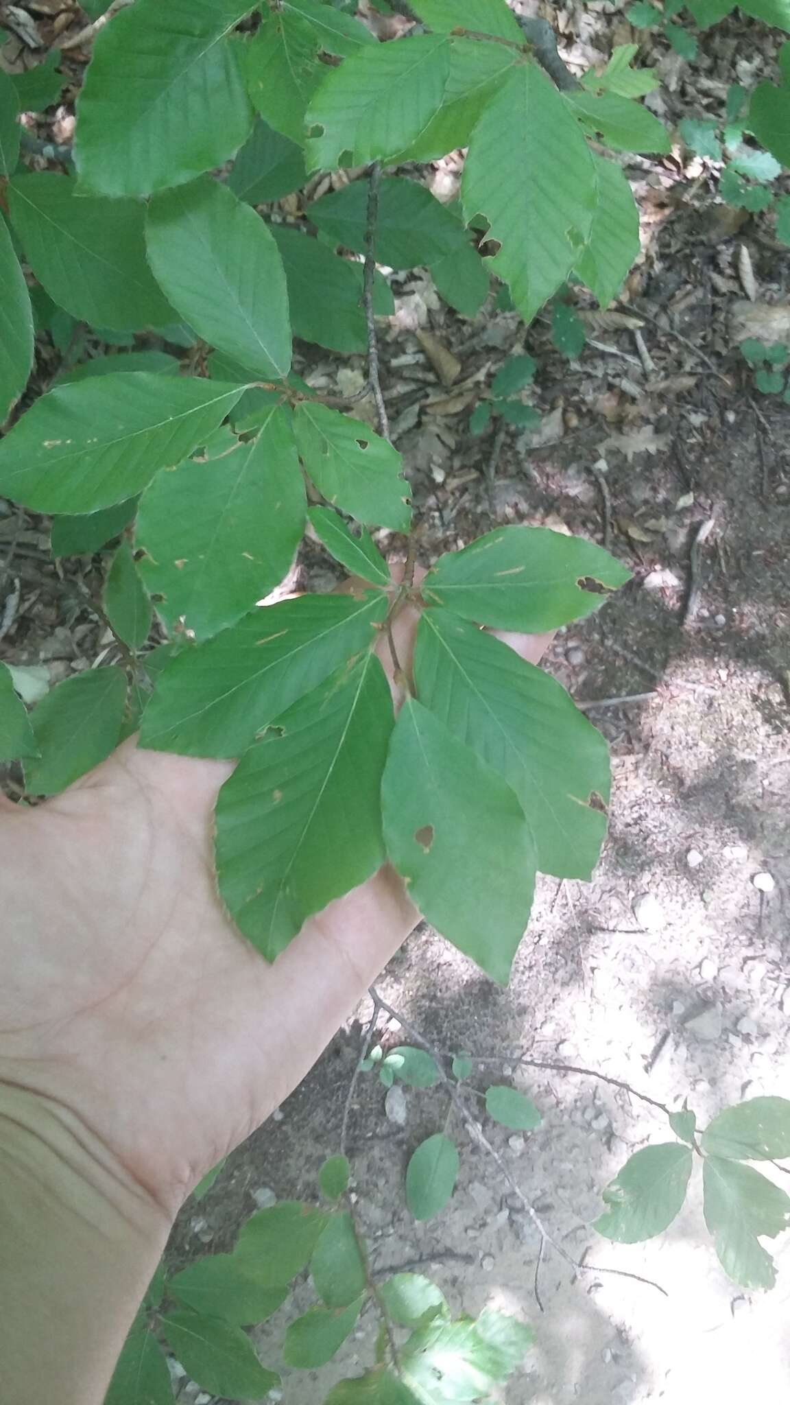 Image of Fagus taurica Popl.