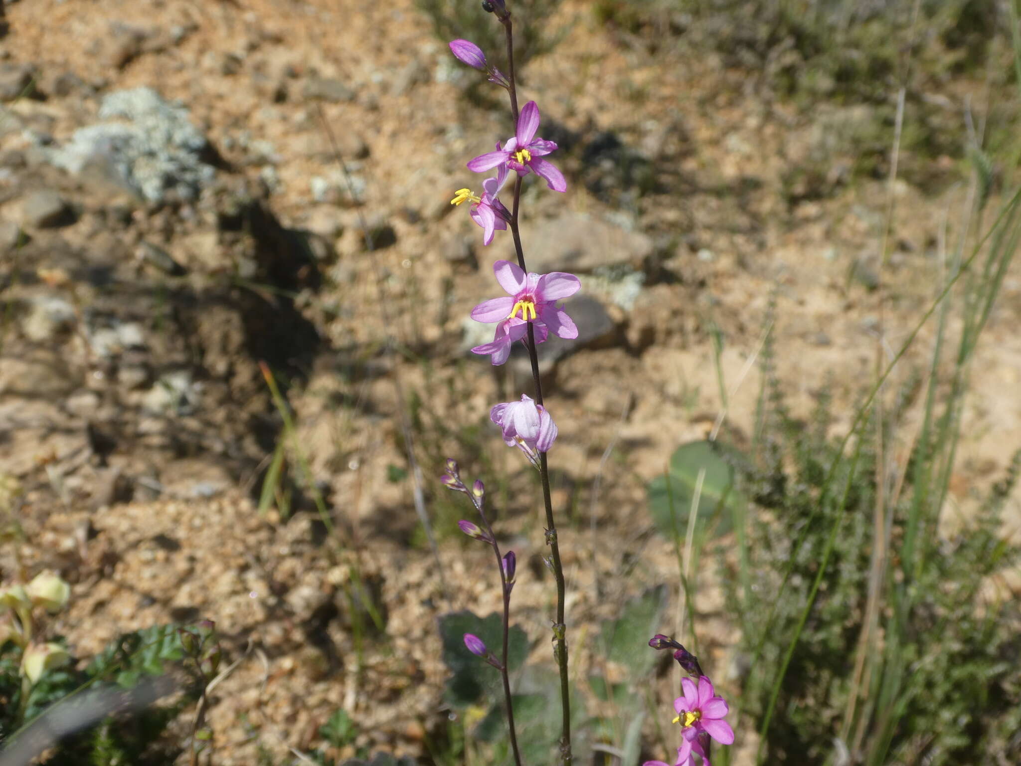 Image of Ixia scillaris subsp. scillaris